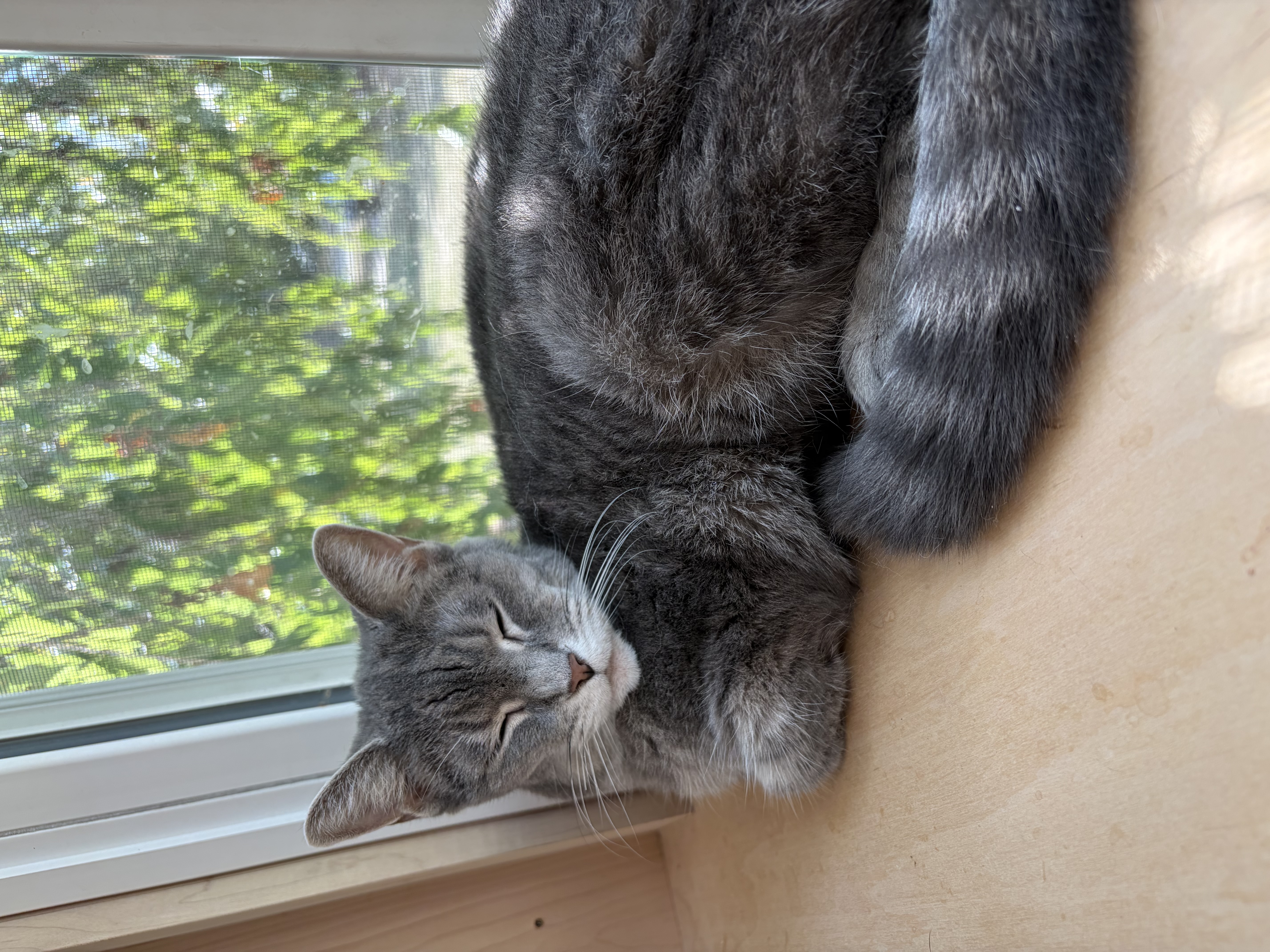 CAT HALL OF 250px;height:200px;