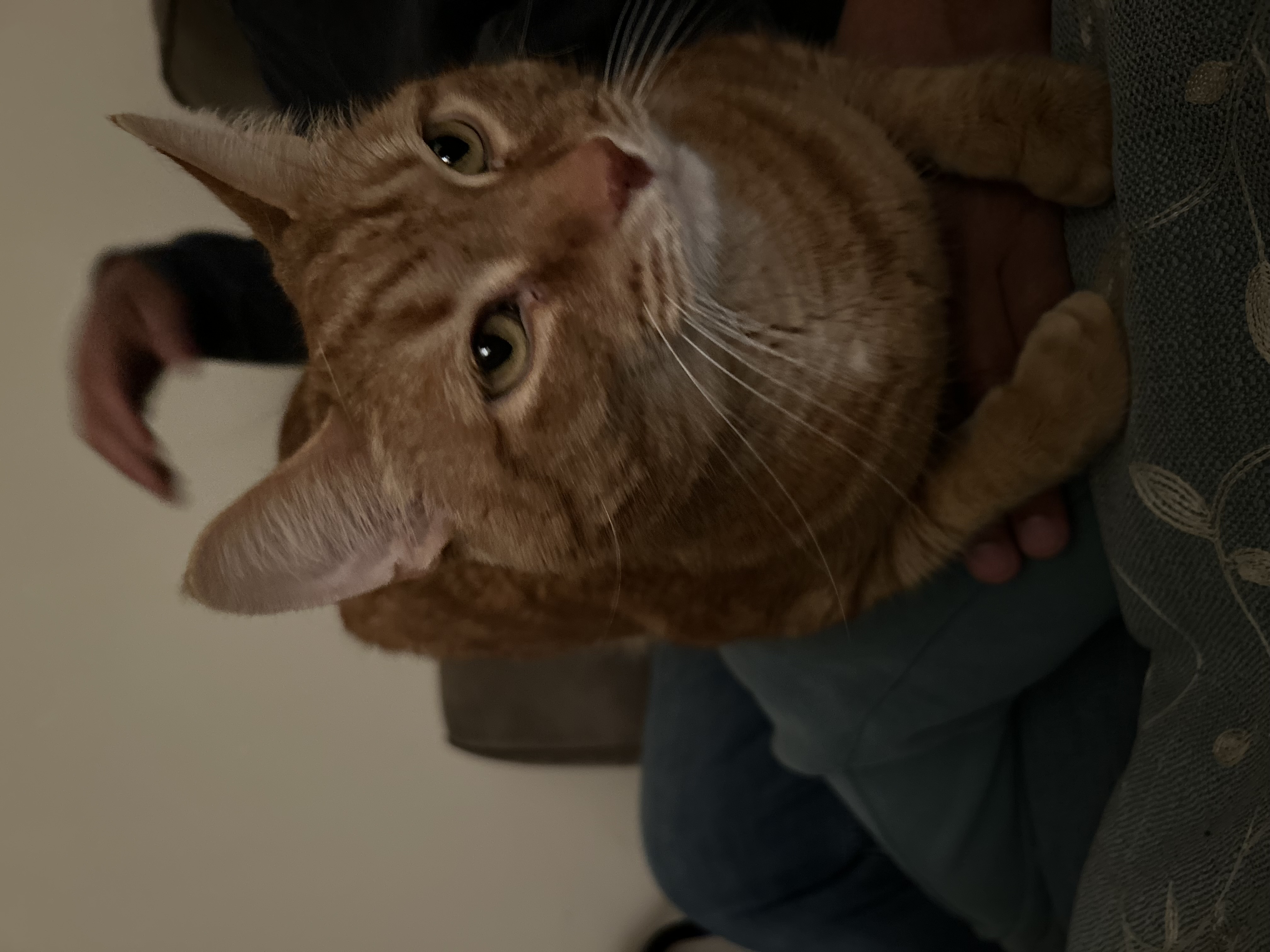 CAT HALL OF 250px;height:200px;