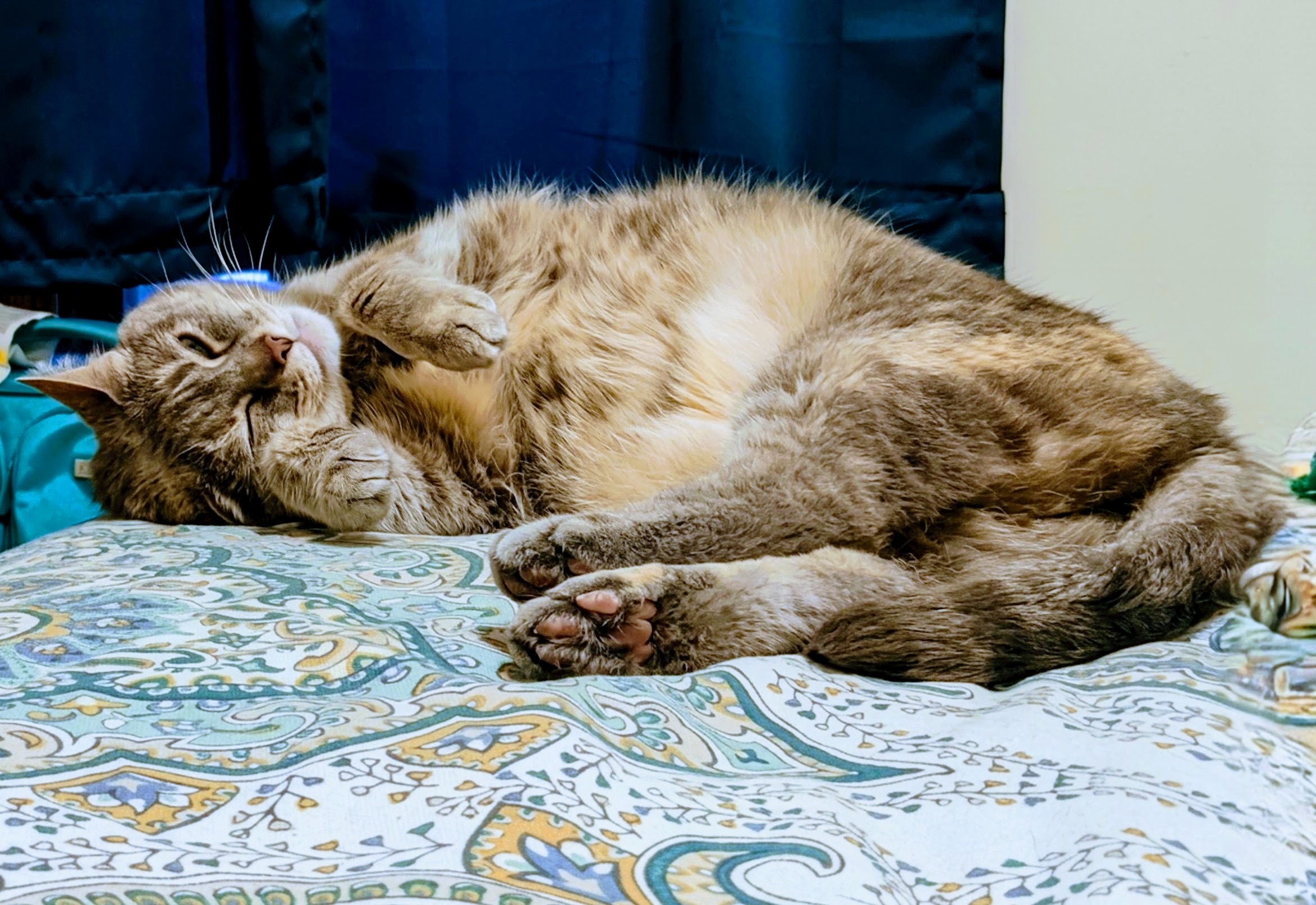 CAT HALL OF 250px;height:200px;