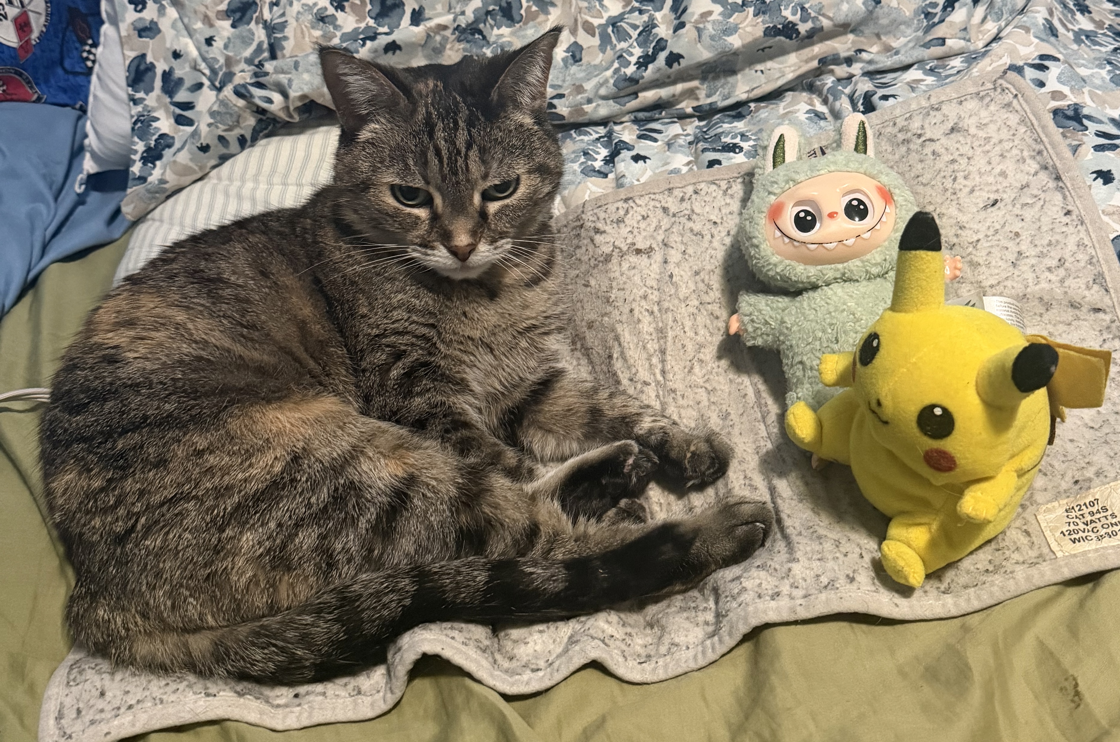 CAT HALL OF 250px;height:200px;