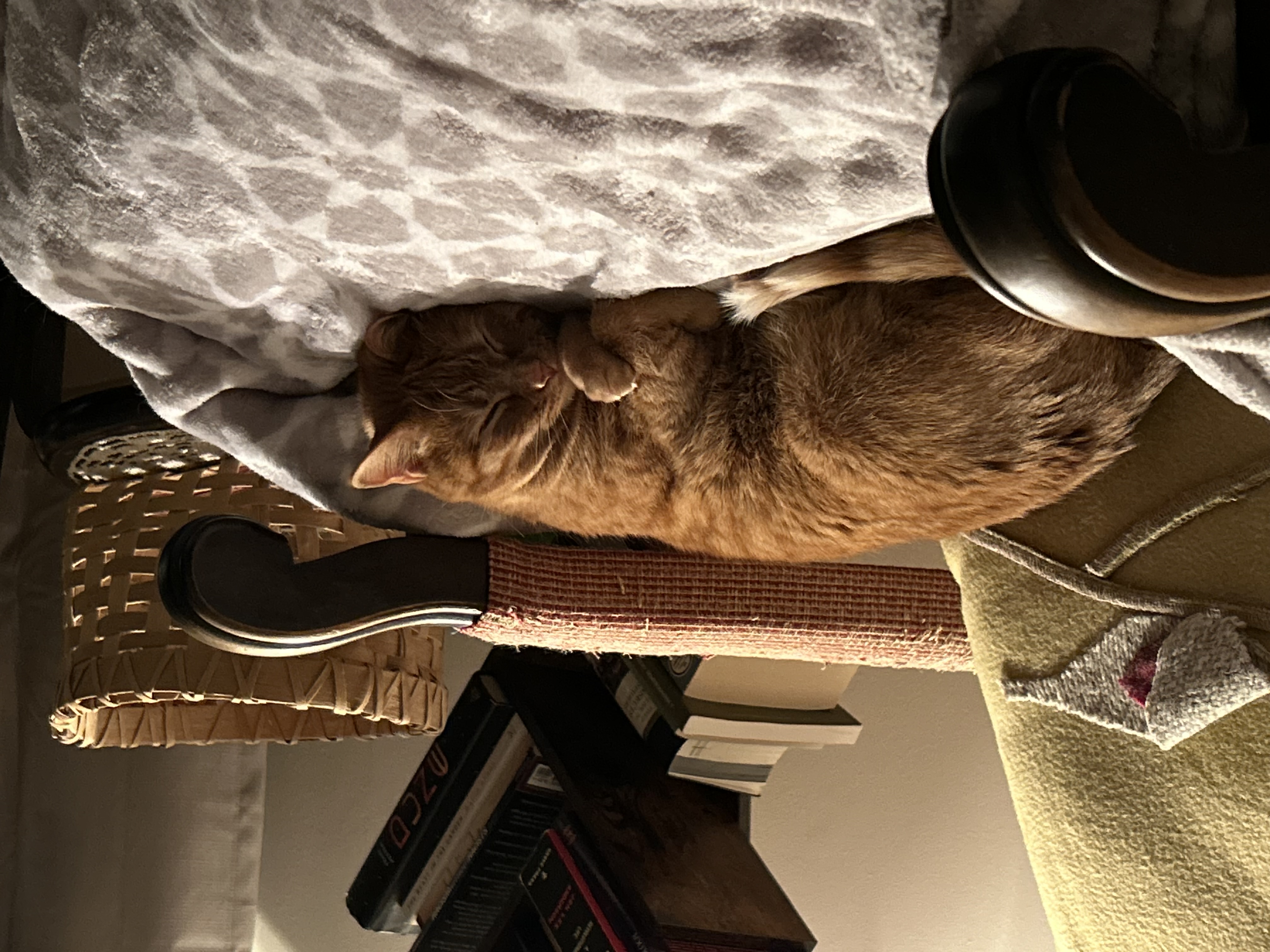 CAT HALL OF 250px;height:200px;